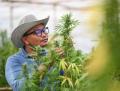 46963136 young innovative farmer inspecting cannabis plants in greenhouse business agricultural cannabis farm1