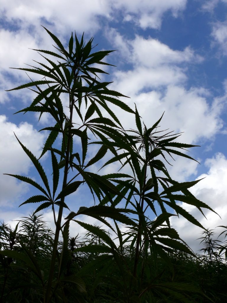 Industrial Hemp Licence | 190+ 5-Star Reviews 2 Industrial Hemp Field Ontario