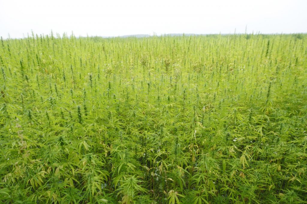 Industrial Hemp Licence | 190+ 5-Star Reviews 1 Industrial Hemp Licence Canada