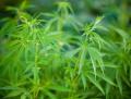 A close up of a plant with green leaves, possibly indicating cannabis cultivation.